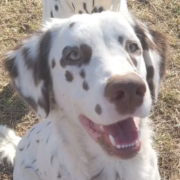 Envy - Dalmatian