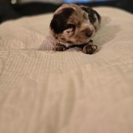 Girl 1 - Red merle female Aussiedoodle puppy in Junction, Utah from Sugar Doodles