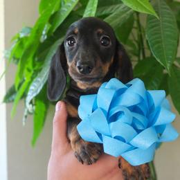Batman - Black and tan male Dachshund puppy in Lady Lake, Florida from Mimis dainty daxis