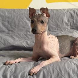 Health Tested Cranberry - White, black sable red female American Hairless Terrier puppy in Scottdale, Pennsylvania from Itty Bitty Boston & Chi Co, Veteran Owned