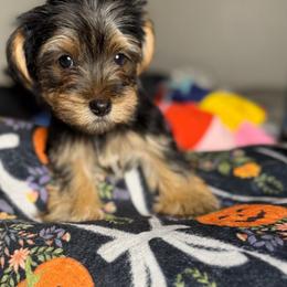 Levi - Black and tan male Yorkshire Terrier puppy in Palmdale, California from Pucci Pawfect
