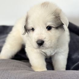 Boy 4 - Great Pyrenees puppy in Nashville, Tennessee from Storybook Tails Farm