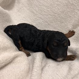 Goose - Phantom male Bernedoodle puppy in North Carolina from Lynes of Doodles