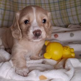 Smokey - Cream male Dachshund puppy in Scottsdale, Arizona from Stacie's Charming Doxies
