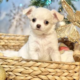 Olaf - Cream and white male Chihuahua puppy in Oviedo, Florida from ROYALCHIHUAHUAPUPPY