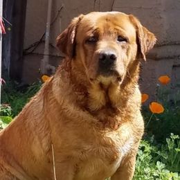Labrador Retrievers from Krista Lishman