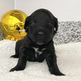 Miss Senegal (World Cup Litter) - Black and white female Portuguese Water Dog puppy in Grants Pass, Oregon from Rogue River Portuguese Water Dogs