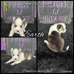 Earth - Black and white female Siberian Husky puppy in Bloomfield, Indiana from Paiges lil huskies