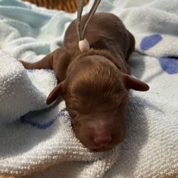 Lt. Pink Collar - Red  female Poodle puppy in Huntsville, Alabama from Flint River Poodles