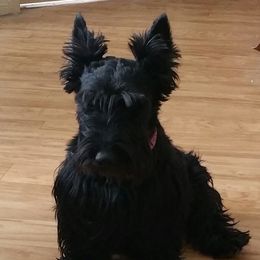 Beas - Scottish Terrier