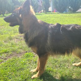 German Shepherds from Vom Haus Myers German Shepherds