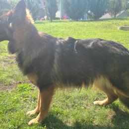 German Shepherds from Vom Haus Myers German Shepherds