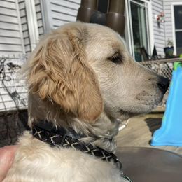 Golden Retrievers from Hillcrest Goldens