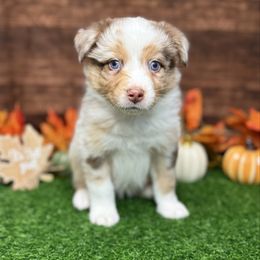 Puppy 1 Male - Red merle male Australian Shepherd puppy in Crystal River, Florida from Copper Top Aussies
