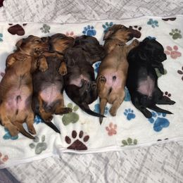Dachshund puppies from Doxie Gang