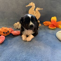 Miniature Australian Shepherd and Toy Australian Shepherd Puppies from Pawesome Lil Aussies