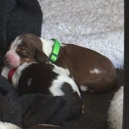Daisy - Liver white and tan English Springer Spaniel puppy in Statesville, North Carolina from Rockin’ Slow Farms