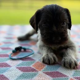 Blue Girl - Liver female German Wirehaired Pointer puppy in Reddick, Florida from Afterhours German Wirehaired Pointers and Basset Fauve de Bretagne