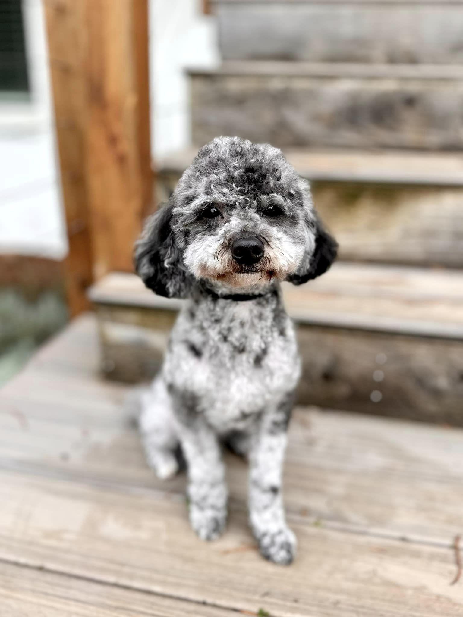 Dusty