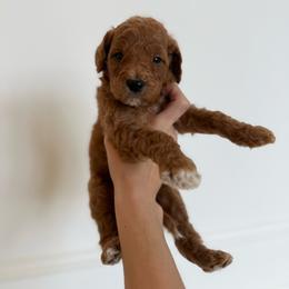 POPPY - Apricot male Goldendoodle puppy in Independence, Oregon from ANKENY DOODLES