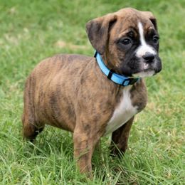 Boxers from Flatlands Kennel