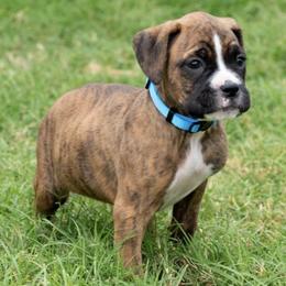 Boxers from Flatlands Kennel