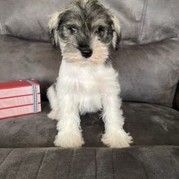 Wesley - Parti male Miniature Schnauzer puppy in Stuart, Iowa from Johnson Family Corgis and more