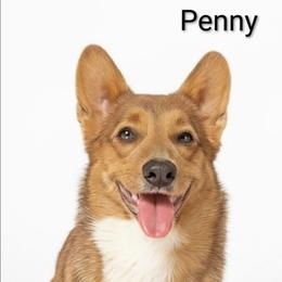 Pembroke Welsh Corgi puppies from Jenny May’s Corgis