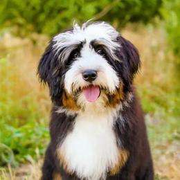 Freddy - Bernedoodle
