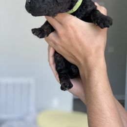 Poodle Puppies from Nay Design Poodles