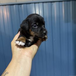 Boy 1 - White and black male Russell Terrier puppy in Great Falls, Montana from VS Golden Fields