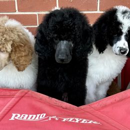 Poodle Puppies from Fancy Southern Standards