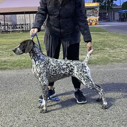 Ember - German Shorthaired Pointer