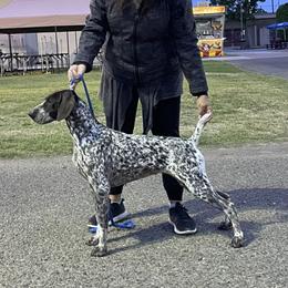 Ember - German Shorthaired Pointer