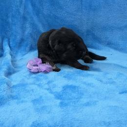 Purple Collar - Black and red female German Shepherd puppy in Louisville, Ohio from Crooked River German Shepherds