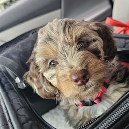 Aussiedoodle, Cavalier King Charles Spaniel, Cavapoo, and Labradoodle Puppies from Mc Doodles of Texas LLC