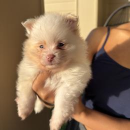 Pancakes AKC - Cream parti female Pomeranian puppy in Hampton, Virginia from Hearts Of Love