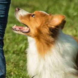 Border Collies from CedarHaven Border Collies