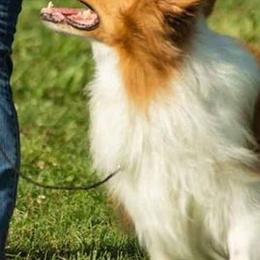 Border Collies from CedarHaven Border Collies
