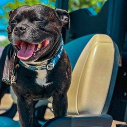 Staffordshire Bull Terriers from BREWLIN'S STAFFORDS