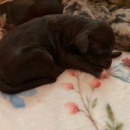 Edwidge - Brown and white female Cockapoo puppy in Lillington, North Carolina from Peace, Love, and Puppies at the Creek
