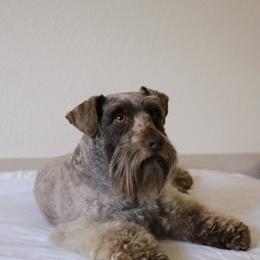 Miniature Schnauzer All Grown Up from Rocky Mountain Schnauzer
