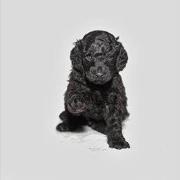 Poodle Puppies from Laminin Poodles