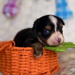 Rainbow - Black tri female Miniature Australian Shepherd puppy in Buchanan, Georgia from Stanleyville Farm Mini Aussies