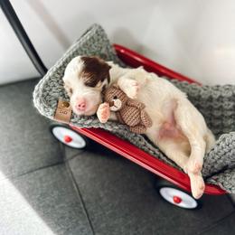 Goldendoodle Puppies from The W Doods