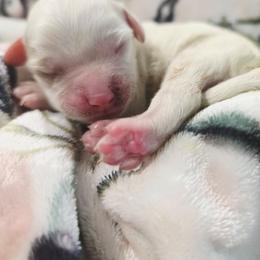 Forest - Blenheim male Cavapoo puppy in Roseville, California from Heavenly Goldendoodles