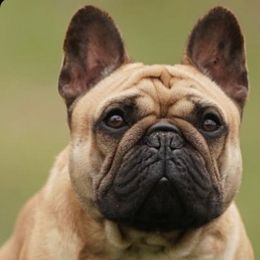 iMax - French Bulldog