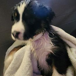 White (collar color) you name him - Black tri male Miniature American Shepherd puppy in Centralia, Washington from Blackjack Mini Aussies