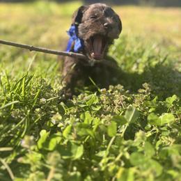 Boy 2 - Liver male Miniature Schnauzer puppy in Dunlap, Tennessee from Beards of Glory