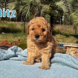 Blitz - Apricot male Cavapoo puppy in Austin, Texas from Lucy Lou’s Cavapoos
